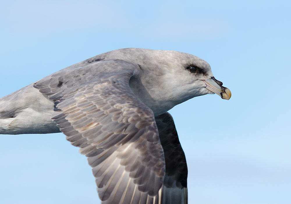 havhest på Svalbard